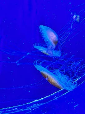 マリンワールド海の中道に投稿された画像（2023/9/16）