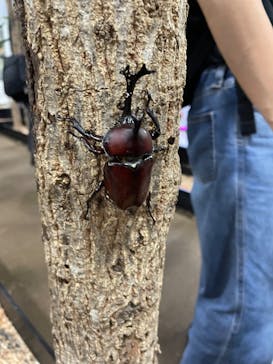 JOYPOLIS 特別イベントスペースに投稿された画像（2023/9/16）