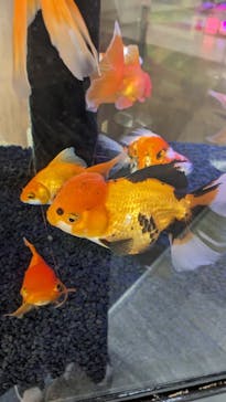 NARA KINGYO MUSEUMに投稿された画像（2023/9/16）