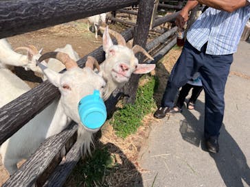 群馬サファリパークに投稿された画像（2023/9/16）