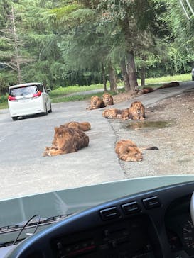 群馬サファリパークに投稿された画像（2023/9/16）