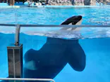 名古屋港水族館に投稿された画像（2023/9/16）