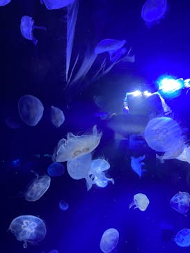 サンシャイン水族館に投稿された画像（2023/9/16）