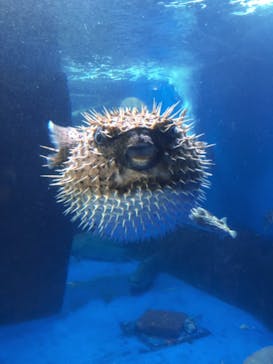 越前松島水族館に投稿された画像（2023/9/16）