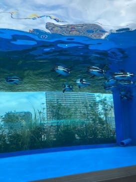 サンシャイン水族館に投稿された画像（2023/9/16）