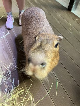 カワスイ 川崎⽔族館に投稿された画像（2023/9/16）