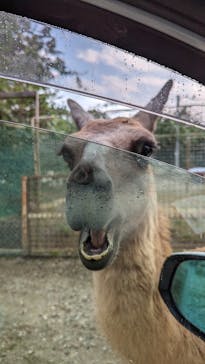 那須サファリパークに投稿された画像（2023/9/16）