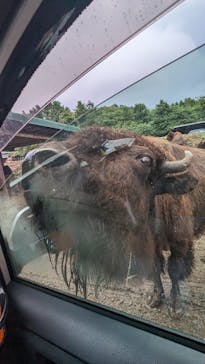 那須サファリパークに投稿された画像（2023/9/16）