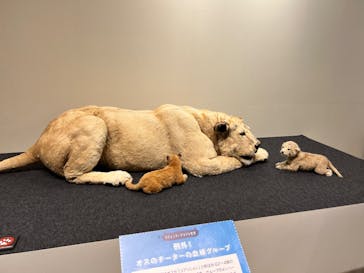 特別展「ネコ」 ～にゃんと！クールなハンターたち～に投稿された画像（2023/9/16）