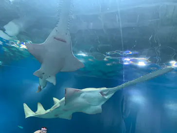 マクセル アクアパーク品川に投稿された画像（2023/9/16）