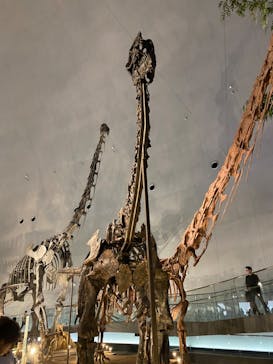 福井県立恐竜博物館に投稿された画像（2023/9/16）