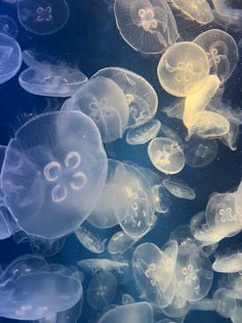 鴨川シーワールドに投稿された画像（2023/9/16）