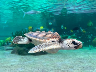 鴨川シーワールドに投稿された画像（2023/9/16）