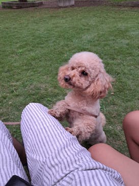 世界の名犬牧場に投稿された画像（2023/9/16）