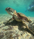 宮古島 ADVENTURE PiPi（ミヤコジマ アドベンチャー ピピ）に投稿された画像（2023/9/16）