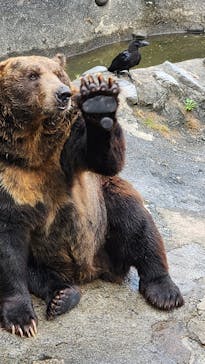 のぼりべつクマ牧場に投稿された画像（2023/9/16）