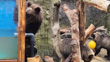 のぼりべつクマ牧場に投稿された画像（2023/9/16）