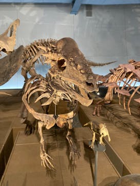 福井県立恐竜博物館に投稿された画像（2023/9/16）