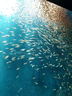 環境水族館アクアマリンふくしまに投稿された画像（2023/9/16）