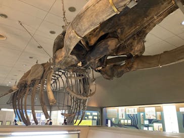 大阪市立自然史博物館に投稿された画像（2023/9/16）