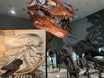 大阪市立自然史博物館に投稿された画像（2023/9/16）