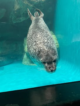 アクアワールド茨城県大洗水族館に投稿された画像（2023/9/16）