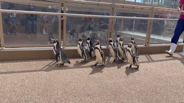アクアワールド茨城県大洗水族館に投稿された画像（2023/9/16）