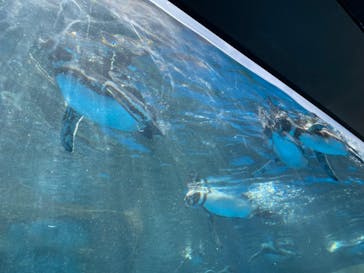 アクアワールド茨城県大洗水族館に投稿された画像（2023/9/16）