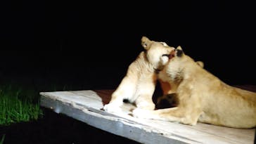 那須サファリパークに投稿された画像（2023/9/16）