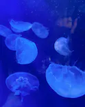 サンシャイン水族館に投稿された画像（2023/9/16）