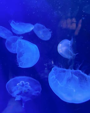 サンシャイン水族館に投稿された画像（2023/9/16）