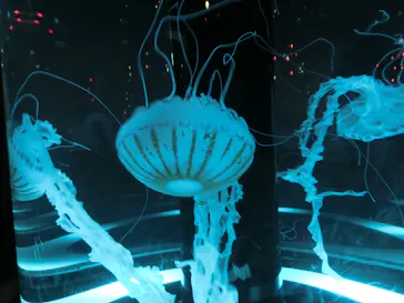 マクセル アクアパーク品川に投稿された画像（2023/9/16）