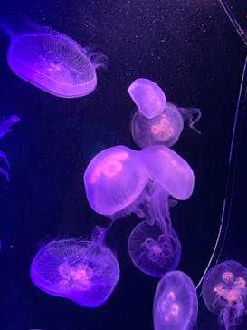 マリンワールド海の中道に投稿された画像（2023/9/16）