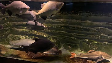 カワスイ 川崎⽔族館に投稿された画像（2023/9/16）