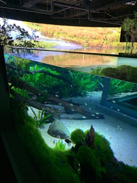 カワスイ 川崎⽔族館に投稿された画像（2023/9/16）