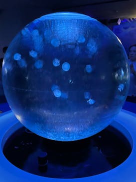 新江ノ島水族館に投稿された画像（2023/9/16）