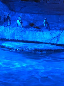 静岡市立日本平動物園に投稿された画像（2023/9/16）