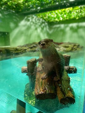 しながわ水族館に投稿された画像（2023/9/16）