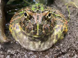 サンシャイン水族館に投稿された画像（2023/9/17）