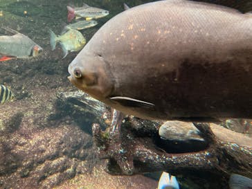 サンシャイン水族館に投稿された画像（2023/9/16）