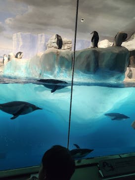 名古屋港水族館に投稿された画像（2023/9/16）