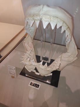 アクアワールド茨城県大洗水族館に投稿された画像（2023/9/16）