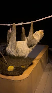 カワスイ 川崎⽔族館に投稿された画像（2023/9/16）