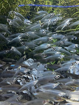 カワスイ 川崎⽔族館に投稿された画像（2023/9/16）