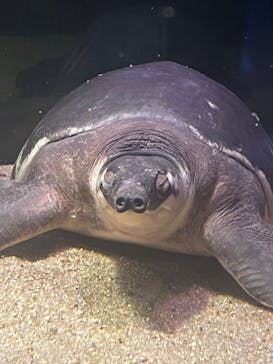 カワスイ 川崎⽔族館に投稿された画像（2023/9/16）