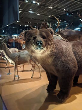 国立科学博物館に投稿された画像（2023/9/17）