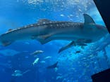 沖縄美ら海水族館に投稿された画像（2023/9/17）