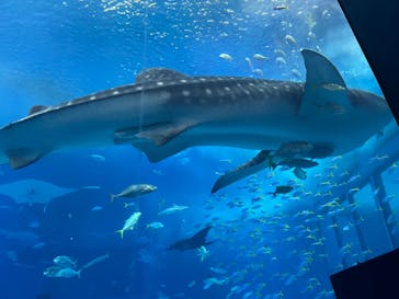 沖縄美ら海水族館に投稿された画像（2023/9/17）