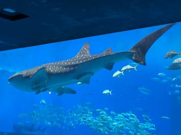 沖縄美ら海水族館に投稿された画像（2023/9/17）