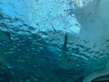 名古屋港水族館に投稿された画像（2023/9/17）
